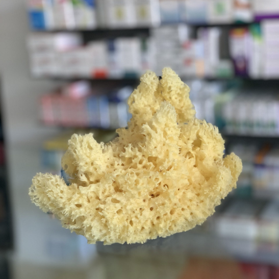 natural sea sponge